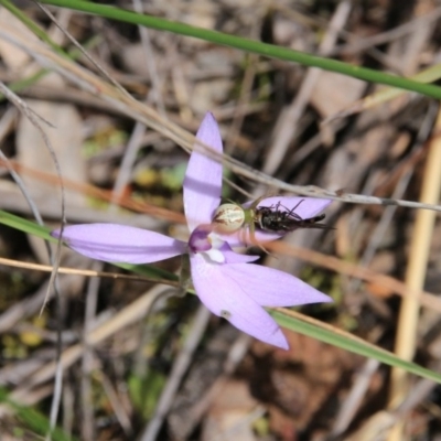 Lehtinelagia sp. (genus) (Flower Spider or Crab Spider) at Mount Majura - 22 Oct 2016 by petersan
