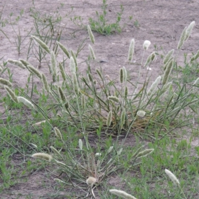 Polypogon monspeliensis (Annual Beard Grass) at Jerrabomberra Wetlands - 13 Dec 2016 by michaelb