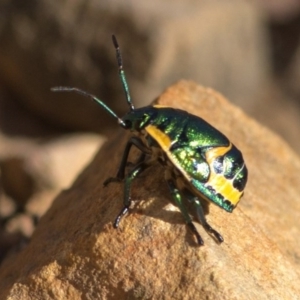 Scutiphora pedicellata at Acton, ACT - 21 Dec 2016 08:37 AM