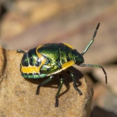 Scutiphora pedicellata at Acton, ACT - 21 Dec 2016