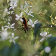 Gminatus australis (Orange assassin bug) at O'Connor, ACT - 18 Dec 2016 by ibaird