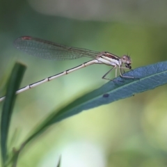 Austrolestes analis (Slender Ringtail) at O'Connor, ACT - 18 Dec 2016 by ibaird