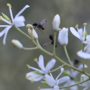 Sepsidae (family) at O'Connor, ACT - 18 Dec 2016