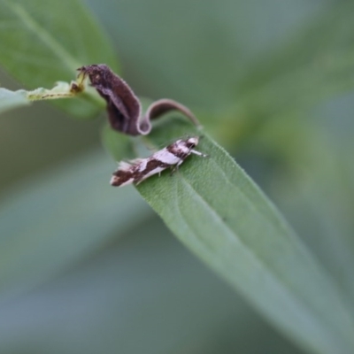 Macrobathra desmotoma ( A Cosmet moth) at O'Connor, ACT - 18 Dec 2016 by ibaird