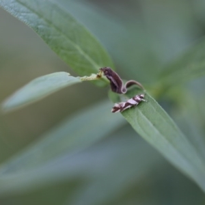 Macrobathra desmotoma at O'Connor, ACT - 18 Dec 2016