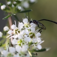 Gasteruption sp. (genus) (Gasteruptiid wasp) at O'Connor, ACT - 18 Dec 2016 by ibaird