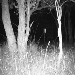 Unverified at Mulligans Flat - 21 Dec 2016 by MulligansFlat1