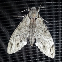 Psilogramma casuarinae (Privet Hawk Moth) at Kambah, ACT - 21 Dec 2016 by MatthewFrawley