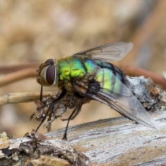 Rutilia (Chrysorutilia) formosa (A Bristle fly) at Cotter Reserve - 21 Dec 2016 by Judith Roach