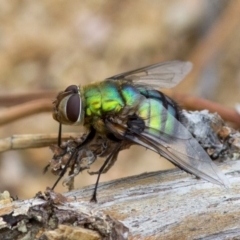 Rutilia (Chrysorutilia) formosa (A Bristle fly) at Coree, ACT - 22 Dec 2016 by JudithRoach