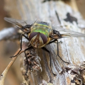 Rutilia (Chrysorutilia) formosa at Coree, ACT - 22 Dec 2016