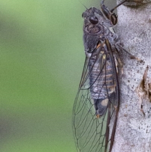 Yoyetta robertsonae at Coree, ACT - 22 Dec 2016 07:40 AM