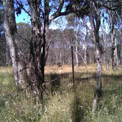 Unidentified at Mulligans Flat - 21 Dec 2016 by MulligansFlat1