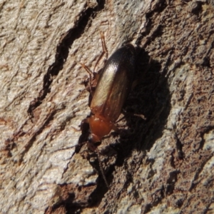 Euomma lateralis at Conder, ACT - 17 Dec 2016 08:25 AM