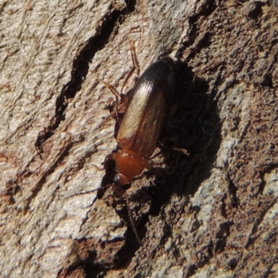 Euomma lateralis (Comb-clawed beetle) at Pollinator-friendly garden Conder - 16 Dec 2016 by michaelb