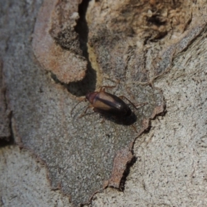 Euomma lateralis at Conder, ACT - 17 Dec 2016 08:25 AM