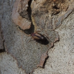 Euomma lateralis at Conder, ACT - 17 Dec 2016