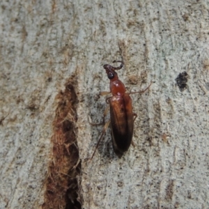 Euomma lateralis at Conder, ACT - 17 Dec 2016 08:25 AM