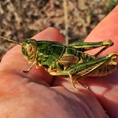 Perunga ochracea (Perunga grasshopper, Cross-dressing Grasshopper) at QPRC LGA - 22 Dec 2016 by Wandiyali