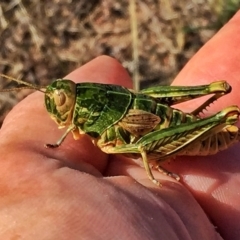 Perunga ochracea (Perunga grasshopper, Cross-dressing Grasshopper) at Wandiyali-Environa Conservation Area - 22 Dec 2016 by Wandiyali