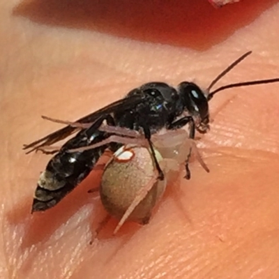 Pison sp. (genus) (Black mud-dauber wasp) at Googong, NSW - 22 Dec 2016 by Wandiyali