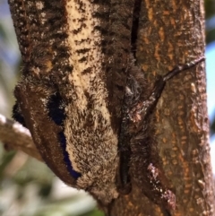 Endoxyla encalypti (Wattle Goat Moth) at Googong, NSW - 22 Dec 2016 by Wandiyali