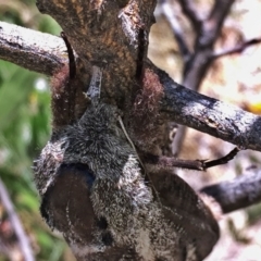 Endoxyla encalypti at Googong, NSW - 22 Dec 2016 07:25 PM