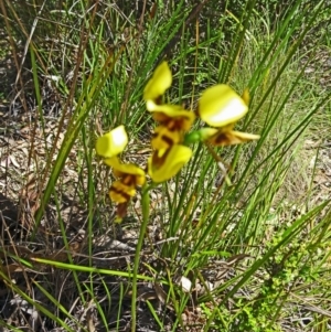 Diuris sulphurea at Paddys River, ACT - 19 Nov 2016