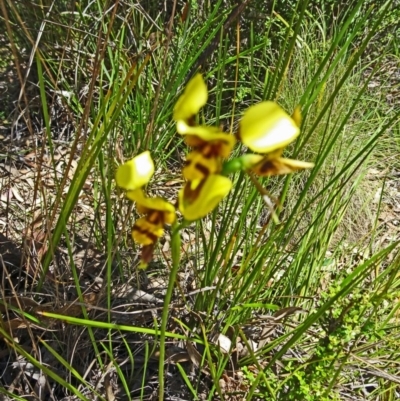 Diuris sulphurea (Tiger Orchid) at Paddys River, ACT - 19 Nov 2016 by galah681