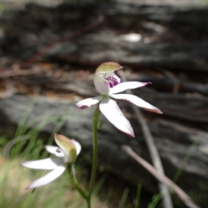 Caladenia moschata at Paddys River, ACT - 19 Nov 2016