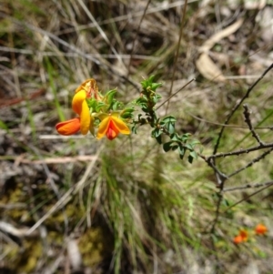 Pultenaea procumbens at Paddys River, ACT - 19 Nov 2016