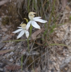 Caladenia moschata (Musky Caps) at Tidbinbilla Nature Reserve - 19 Nov 2016 by galah681