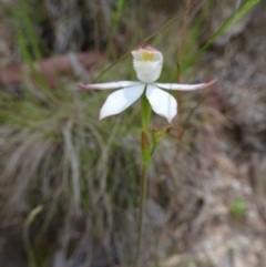 Caladenia moschata at Paddys River, ACT - suppressed