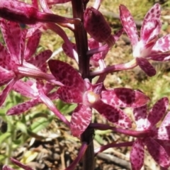 Dipodium punctatum (Blotched Hyacinth Orchid) at Bullen Range - 19 Dec 2016 by JohnBundock