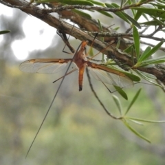 Leptotarsus (Macromastix) costalis (Common Brown Crane Fly) at Paddys River, ACT - 22 Dec 2016 by JohnBundock