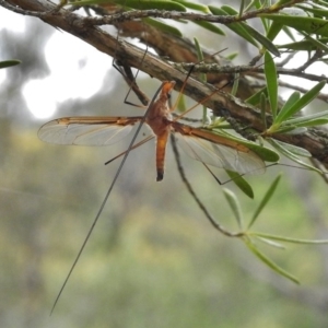 Leptotarsus (Macromastix) costalis at Paddys River, ACT - 22 Dec 2016