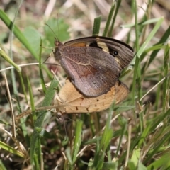 Heteronympha merope (Common Brown Butterfly) at O'Connor, ACT - 19 Dec 2016 by ibaird