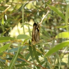 Heteronympha merope at O'Connor, ACT - 19 Dec 2016