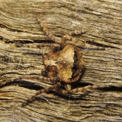 Dolophones conifera (Wrap-around spider) at Pollinator-friendly garden Conder - 27 Nov 2016 by michaelb