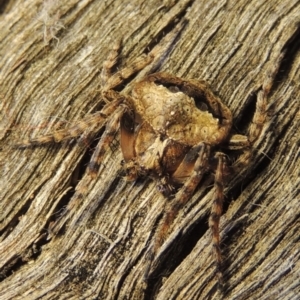 Dolophones conifera at Conder, ACT - 27 Nov 2016