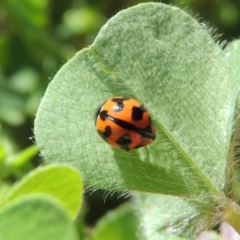 Coccinella transversalis (Transverse Ladybird) at Point Hut to Tharwa - 28 Nov 2016 by michaelb