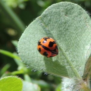 Coccinella transversalis at Tharwa, ACT - 29 Nov 2016