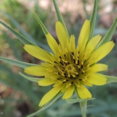 Tragopogon dubius (Goatsbeard) at Greenway, ACT - 28 Nov 2016 by michaelb