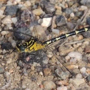 Hemigomphus sp. (genus) at Paddys River, ACT - 30 Nov 2016