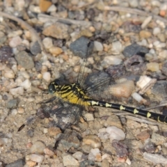 Hemigomphus sp. (genus) at Paddys River, ACT - 30 Nov 2016 06:36 PM