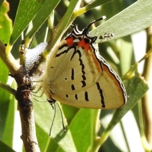 Jalmenus evagoras at Paddys River, ACT - 22 Dec 2016 04:51 PM