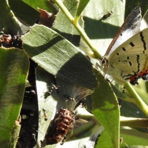 Jalmenus evagoras at Paddys River, ACT - 22 Dec 2016 04:51 PM