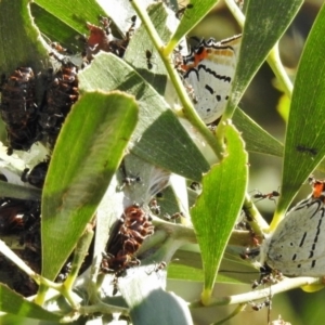 Jalmenus evagoras at Paddys River, ACT - 22 Dec 2016