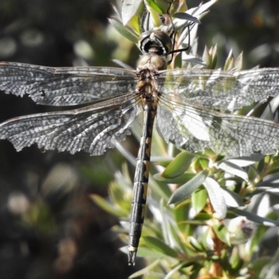 Hemicordulia tau (Tau Emerald) at Tidbinbilla Nature Reserve - 22 Dec 2016 by JohnBundock