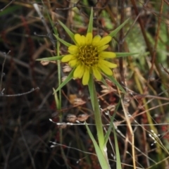 Tragopogon dubius (Goatsbeard) at The Angle, NSW - 13 Dec 2016 by JohnBundock